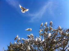 A flock of white doves settle in a tree. 