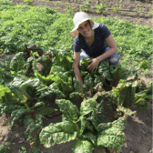 Janna Siller, wearing a white hat, squatting among plants and produce on a farm