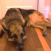Cassie, Lisa's dog and cooking assistant