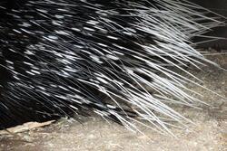 porcupine quills