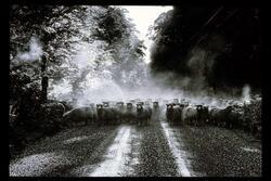 A large herd of sheep in the middle of a gravel road through a wooded area
