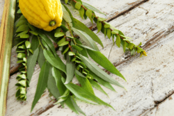 Lulav and etrog