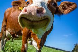 Close up image of a cow