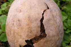 Cracked Egg Surrounded by Greenery