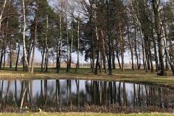 Photo of Birkenau ash pond, a single red flower growing at its bank.