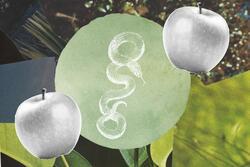 Collage with apples and a snake at the center