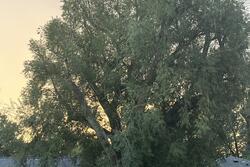 Willow tree in the sunset