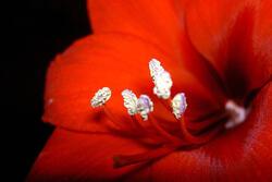 Red Flower 