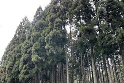 Cedar Trees