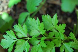 Close-up of a parsley plant.