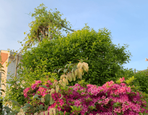 Flowers in Naomi Bethune's Yard