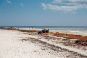 Sargassum Seaweed