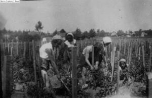 Five women hoeing in a field