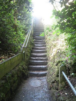 Stairway in the Woods
