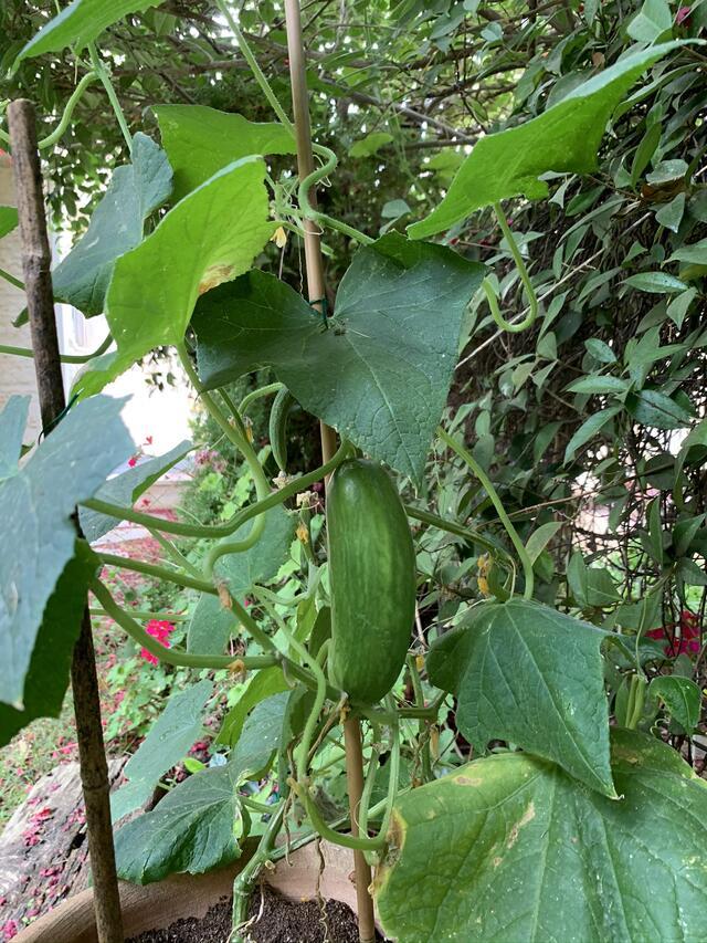 Julie Zuckerman's cucumber plant