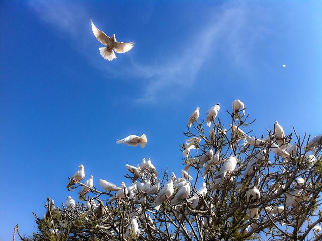 A flock of white doves settle in a tree. 