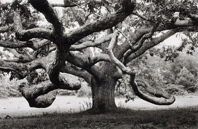 Giant Oak Tree in N'Tisbury 