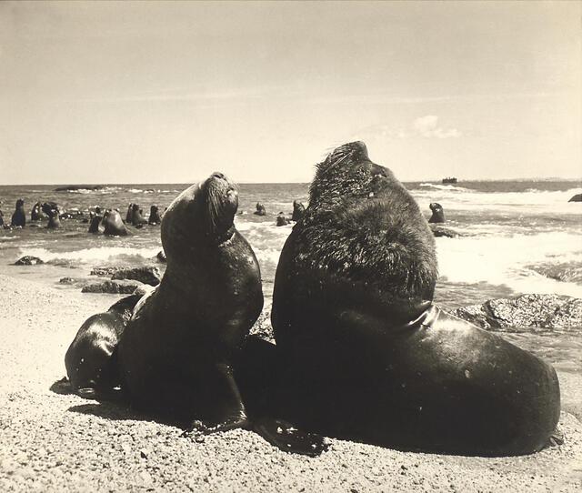 "Isla de las Focas"