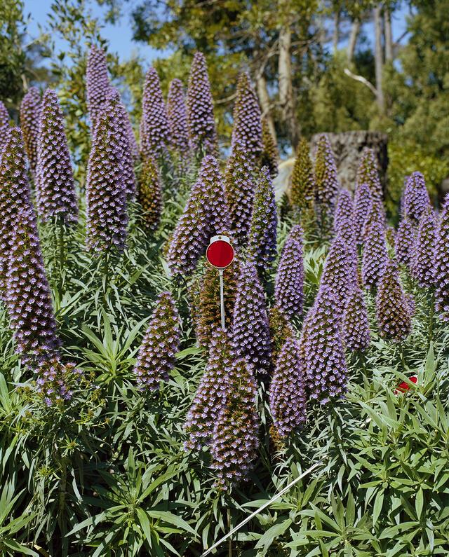 Photo of purple flowers surrounding a red driveway hazard reflector 