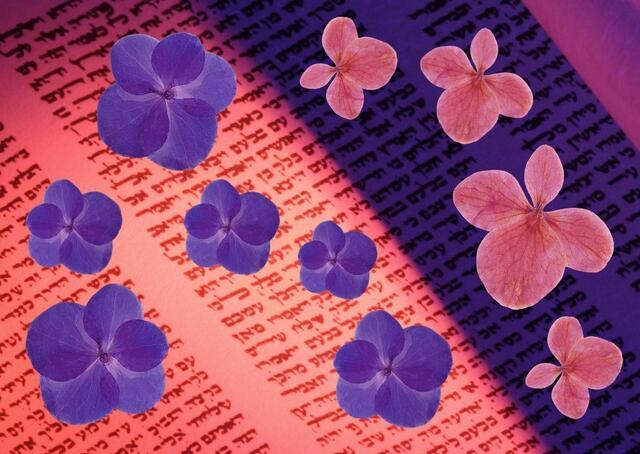 Collage of pink and purple flowers over Torah scroll